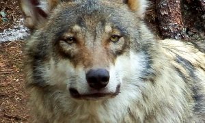 Vlk v Polsku zastřelen poté, co napadl ženu a dvě děti