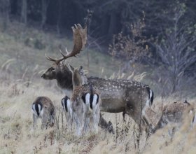 Daněk. Foto: Josef Kučera