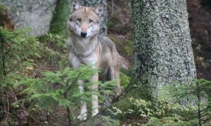 Vlci prozkoumávají naši krajinu