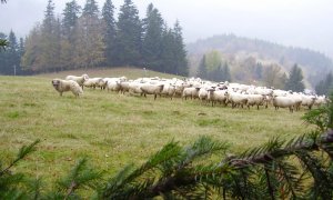 Stát bude chovatelům hradit veškeré náklady na zabezpečení chovů proti dravcům a šelmám