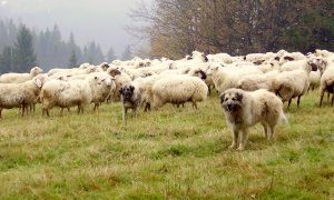 Právní odpovědnost za pastevecké psy