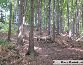 Za  škodu způsobenou vlky na nezabezpečených ovcích (puštěných volně mimo ohradu nebo uvázaných u kolíku)  nemá chovatel podle zákona č. 115/2000 sb. nárok na náhradu.