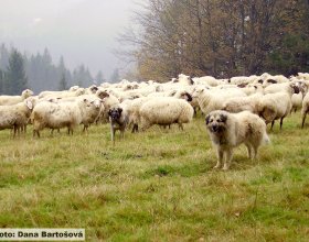 K hlídání většího stáda je třeba mít více psů (mín. 2-3).