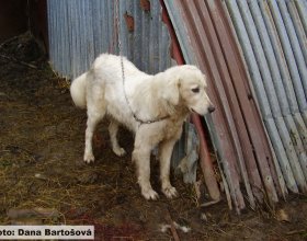 Pastevecký pes uvázaný na řetězu u ohrady (košáru, přístřešku) s ovcemi škodám nezabrání. 