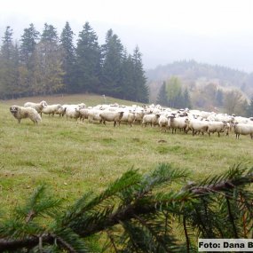 Pastva hospodářských zvířat