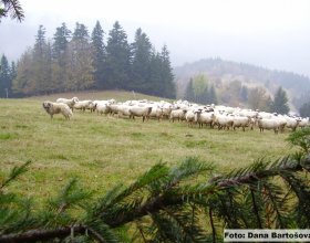 Vlk, který se přiblíží ke stádu, si musí uvědomit, že ovce jsou hlídány.