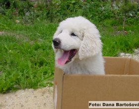 Roztomilé štěně čuvače svádí k mazlení a hraní, ale pak se citově naváže na rodinu svého pána a nebude hlídat ovce.