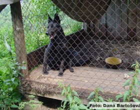 Stejně tak neúčinnou ochranu hospodářských zvířat představuje pes zavřený v kotci.