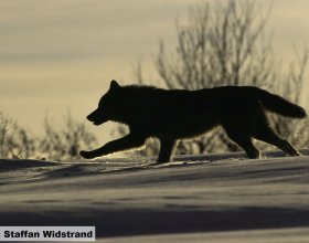 Návrat vlků do české krajiny (9)