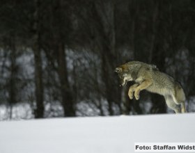 Návrat vlků do české krajiny (10)