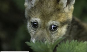 Potvrzeno: na Broumovsku se druhý rok po sobě narodila vlčata
