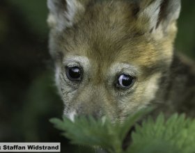 Návrat vlků do české krajiny (4)