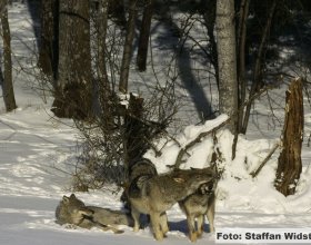 Návrat vlků do české krajiny (7)