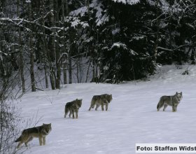 Návrat vlků do české krajiny (5)