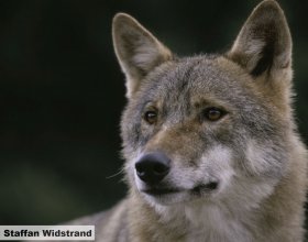 Návrat vlků do české krajiny (6)