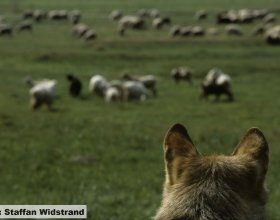 Návrat vlků do české krajiny (11)