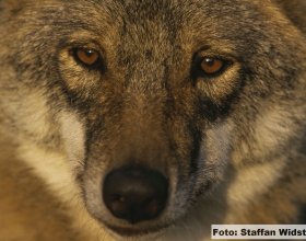 Návrat vlků do české krajiny (8)