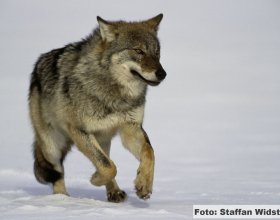 Návrat vlků do české krajiny (3)