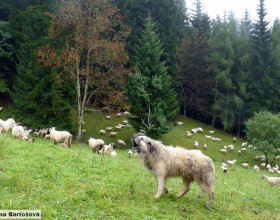 Vlk, který se přiblíží ke stádu, si musí uvědomit, že ovce jsou hlídány. 