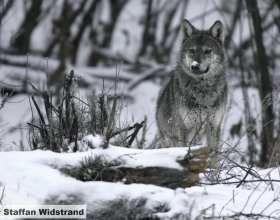 Návrat vlků do české krajiny (13)