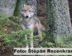 Návrat vlků do české krajiny (14)