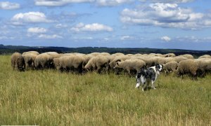 Novinka v podpoře chovatelů hospodářských zvířat
