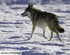 Návrat vlků do české krajiny (15)