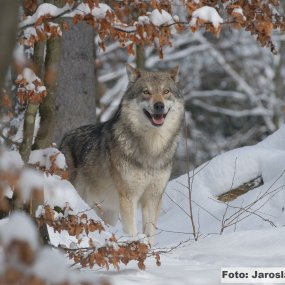Návrat vlků do české krajiny