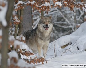 Návrat vlků do české krajiny (1)