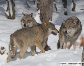 Návrat vlků do české krajiny (2)
