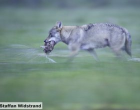 Návrat vlků do české krajiny (16)