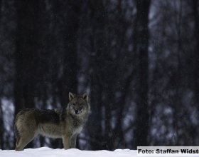 Návrat vlků do české krajiny (17)