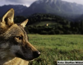 Návrat vlků do české krajiny (12)
