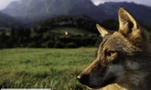 Útok vlka v Dolním Sasku? DNA analýza vlka neprokázala