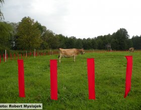 Zradidla obklopující pastvinu s pasoucím se dobytkem v obci Lasy Wałeckiev Polsku. 