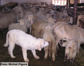 Mladý podhlaňský ovčák se socializuje se stádem ovcí v salaši. 