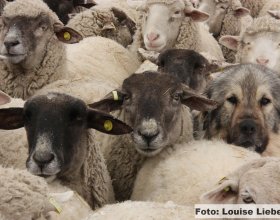 Mezi stádem a pasteveckým psem (zde šarplaninec) se vytvoří pevná vazba.