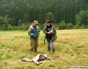 Šetření Správy CHKO Beskydy ke zjištění původce škody. Beskydy, Javorníky, k.ú. Karolinka, 19.9. 2008.