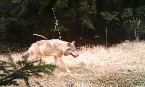 Výskyt vlka v Lužických horách