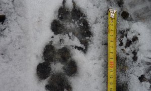 Už zítra: ochránci přírody budou v Beskydech pátrat po velkých šelmách