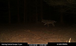 Vlk se vrací do šumavských hvozdů