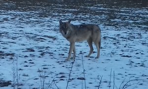 Nové údaje o výskytu vlka v jižní části Kokořínska