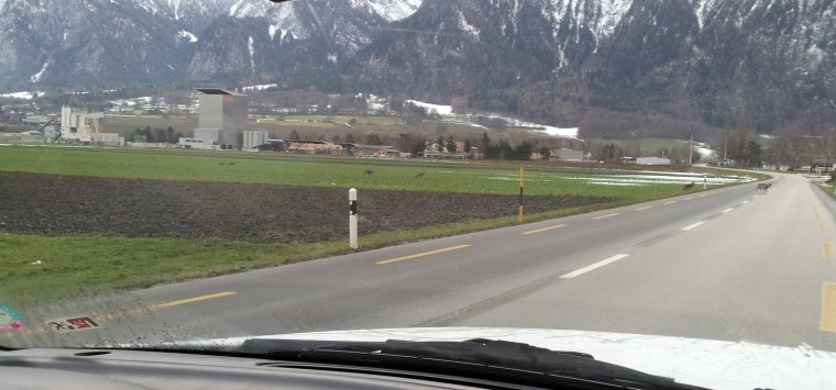 Geissmann-2_calanda smečka přechází silnici.jpg