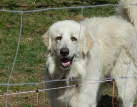 Pan Neumann používá k ochraně svých stád pastevecké psy. 