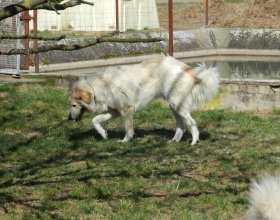 Jedná se o plemeno pyrenejského horského psa.