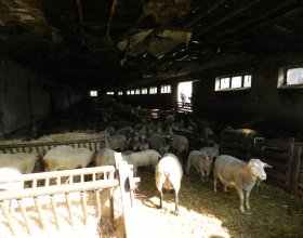 Pan Neumann má asi 700 ovcí, které jsou ještě v salaši. 