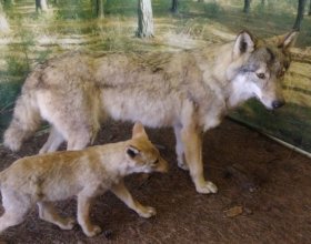 Umožňuje setkat se s vlkem tváří v tvář.