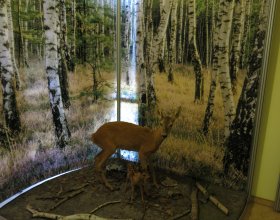 Kopytníci jsou nejčastější kořistí vlka. 