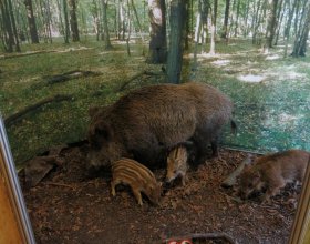 Co nejčastěji žere. 