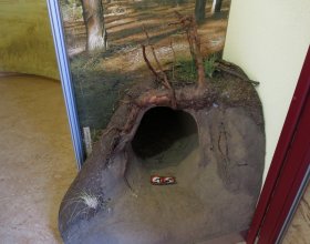 Ukazuje, jak vlk žije. 